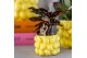 Calathea mix Kolibri Greens Calathea Makoyana 1 pp  cm diameter 