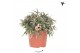 Rhipsalis pilocarpa Kolibri Greens Rhipsalis Pilocarpa cm diameter 1 p 