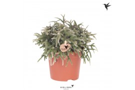 Rhipsalis pilocarpa Kolibri Greens Rhipsalis Pilocarpa cm diameter 1 p