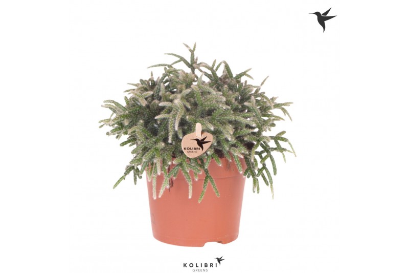Rhipsalis pilocarpa Kolibri Greens Rhipsalis Pilocarpa cm diameter 1 p Rhipsalis pilocarpa Kolibri Greens Rhipsalis Pilocarpa cm diameter 1 p