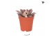 Echeveria agavoides Kolibri Greens Succulenten Echeveria Seginus 1 pp  