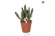 Stapelia leendertziae Kolibri Greens Stapelia Leendertziae 2 pp  cm di 