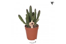 Stapelia leendertziae Kolibri Greens Stapelia Leendertziae 2 pp  cm di