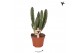 Stapelia leendertziae Kolibri Greens Stapelia Leenderziae 1 pp  cm dia 