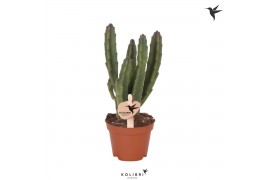 Stapelia leendertziae Kolibri Greens Stapelia Leenderziae 1 pp  cm dia