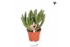 Crassula ovata hobbit Kolibri Greens Succulenten Crassula Hobbit 1 pp  