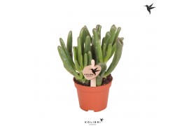 Crassula ovata hobbit Kolibri Greens Succulenten Crassula Hobbit 1 pp 