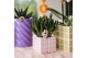 Crassula ovata hobbit Kolibri Greens Succulenten Crassula Hobbit 1 pp  