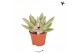 Echeveria miranda Kolibri Greens Succulenten Echeveria Miranda 1 pp  c 