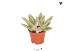 Echeveria miranda Kolibri Greens Succulenten Echeveria Miranda 1 pp  c