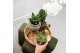 Echeveria miranda Kolibri Greens Succulenten Echeveria Miranda 1 pp  c 