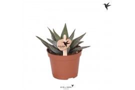 Haworthia fasciata concolor Kolibri Greens Succulenten Haworthia Conco