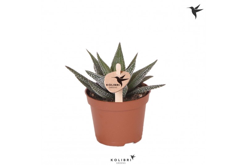 Haworthia fasciata concolor Kolibri Greens Succulenten Haworthia Conco 