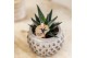 Haworthia fasciata concolor Kolibri Greens Succulenten Haworthia Conco 