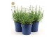 Lavandula angustifolia felice light pink 