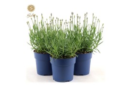 Lavandula angustifolia felice light pink