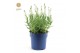 Lavandula angustifolia felice light pink 