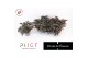 Begonia maculata Spotlight Dark Maculata Spotlight Dark P14 Botanic Li 