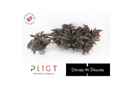 Begonia maculata Spotlight Dark Maculata Spotlight Dark P14 Botanic Li