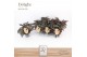 Begonia maculata Spotlight Dark Maculata Spotlight Dark P14 DolcAmore® 