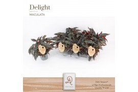 Begonia maculata Spotlight Dark Maculata Spotlight Dark P14 DolcAmore®