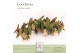 Begonia maculata Spotlight Dark Maculata Spotlight Dark P14 DolcAmore® 