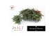 Begonia maculata Spotlight Green Maculata Spotlight Green P14 Botanic  