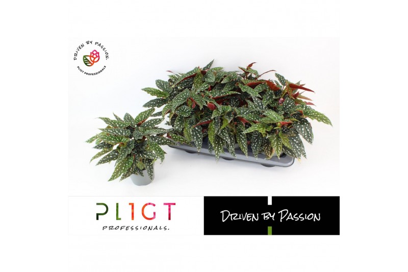 Begonia maculata Spotlight Green Maculata Spotlight Green P14 Botanic Begonia maculata Spotlight Green Maculata Spotlight Green P14 Botanic