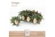 Begonia maculata Spotlight Green Maculata Spotlight Green P14 DolcAmor 
