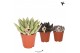 Echeveria Kolibri Greens Succulenten Echeveria mix 1 pp  cm diameter 