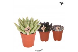 Echeveria Kolibri Greens Succulenten Echeveria mix 1 pp  cm diameter