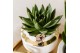 Echeveria Kolibri Greens Succulenten Echeveria mix 1 pp  cm diameter 