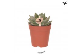 Echeveria Kolibri Greens Succulenten Echeveria Algol cm diameter 1 pp