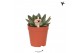 Echeveria Kolibri Greens Succulenten Echeveria Albali cm diameter 1 pp 