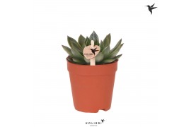 Echeveria Kolibri Greens Succulenten Echeveria Albali cm diameter 1 pp
