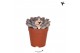 Echeveria Kolibri Greens Succulenten Echeveria Mystery 1 pp  cm diamet 