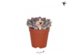 Echeveria Kolibri Greens Succulenten Echeveria Mystery 1 pp  cm diamet