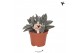 Crassula tarantula Kolibri Greens Succulenten Crassula tarantula 1 pp  