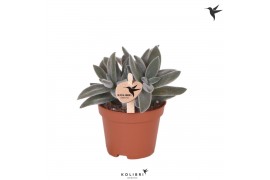 Crassula tarantula Kolibri Greens Succulenten Crassula tarantula 1 pp 