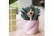 Crassula tarantula Kolibri Greens Succulenten Crassula tarantula 1 pp  