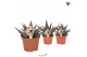 Haworthia mix Kolibri Greens Succulenten Haworthia mix cm diameter 1 p 