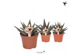 Haworthia mix Kolibri Greens Succulenten Haworthia mix cm diameter 1 p