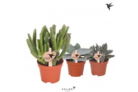 Crassula mix Kolibri Greens Succulenten Crassula mix cm diameter 1 pp