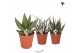 Aloe mix Kolibri Greens Succulenten aloe mix cm diameter 1 pp 