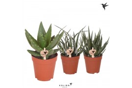 Aloe mix Kolibri Greens Succulenten aloe mix cm diameter 1 pp