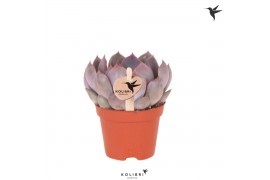 Echeveria summer Kolibri Greens Succulenten Echeveria Summer cm diamet
