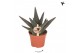 Gasterhaworthia royal highness Kolibri Greens Succulenten Haworthia Ro 