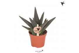 Gasterhaworthia royal highness Kolibri Greens Succulenten Haworthia Ro