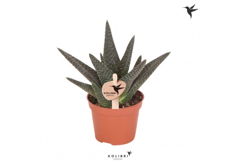 Gasterhaworthia royal highness Kolibri Greens Succulenten Haworthia Ro 
