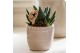 Gasterhaworthia royal highness Kolibri Greens Succulenten Haworthia Ro 